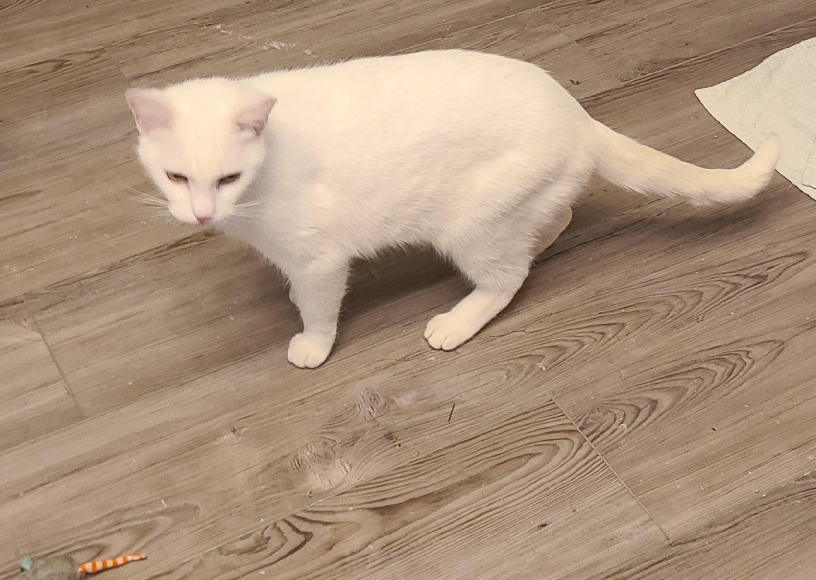 Enlarge Bianca, a ADOPTABLE Domestic Short Hair in Lewis Center, OH image 5/5