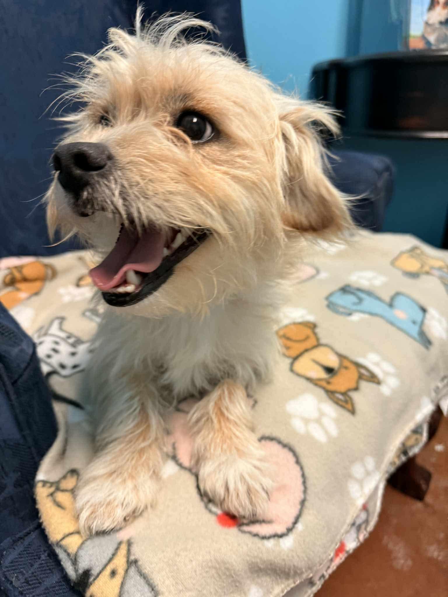 Artie, ADOPTABLE, Young Male Wirehaired Terrier.