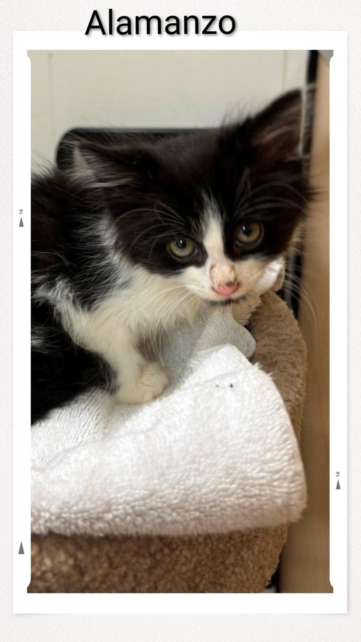 Alamanzo, Adoptable, Young Male Domestic Short Hair.