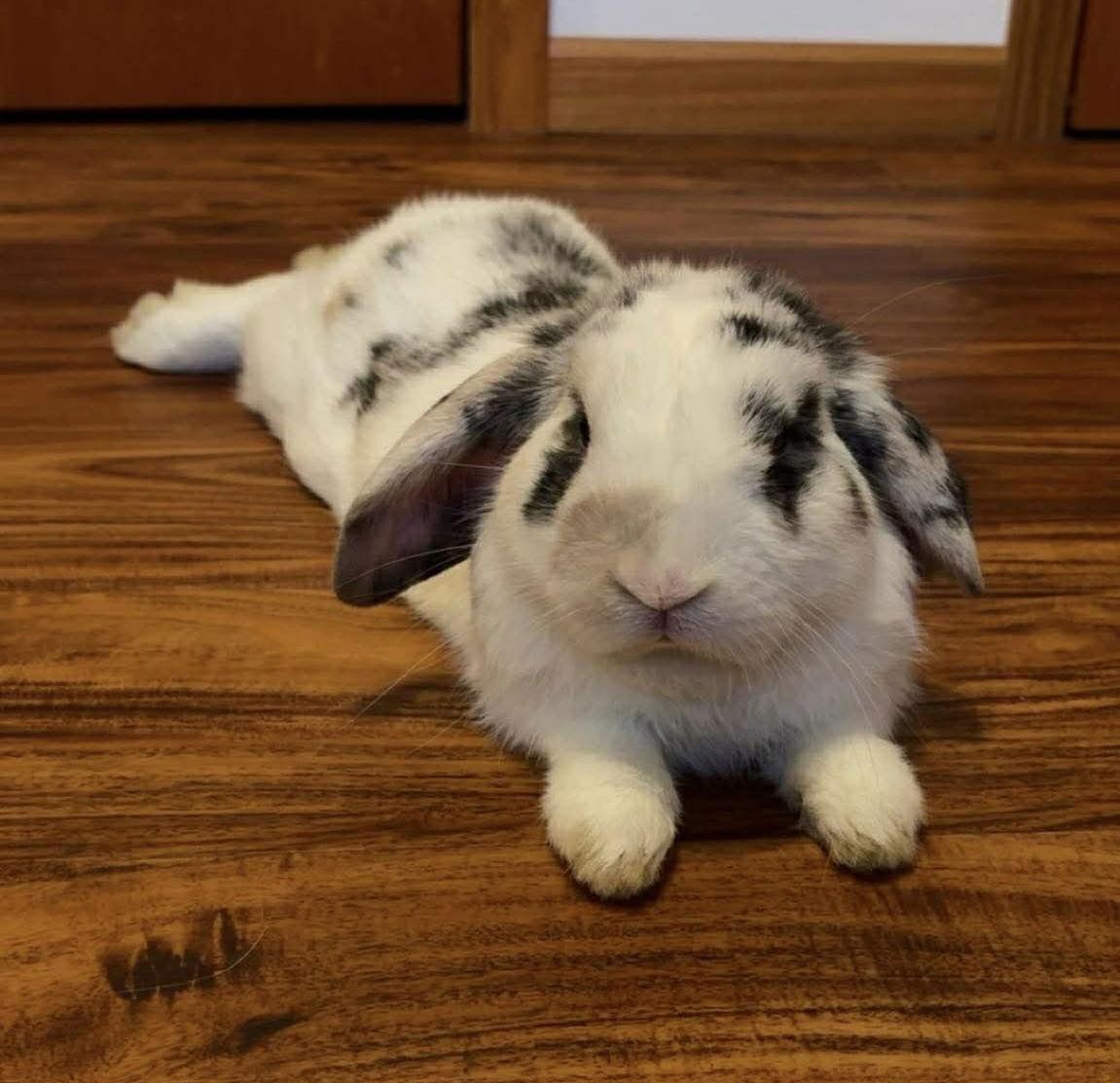 Oreo, Adopted, Adult Male Holland Lop.
