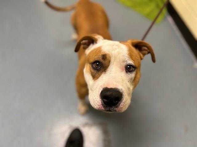 PATCH, Adoptable, Young Male Pit Bull Terrier.