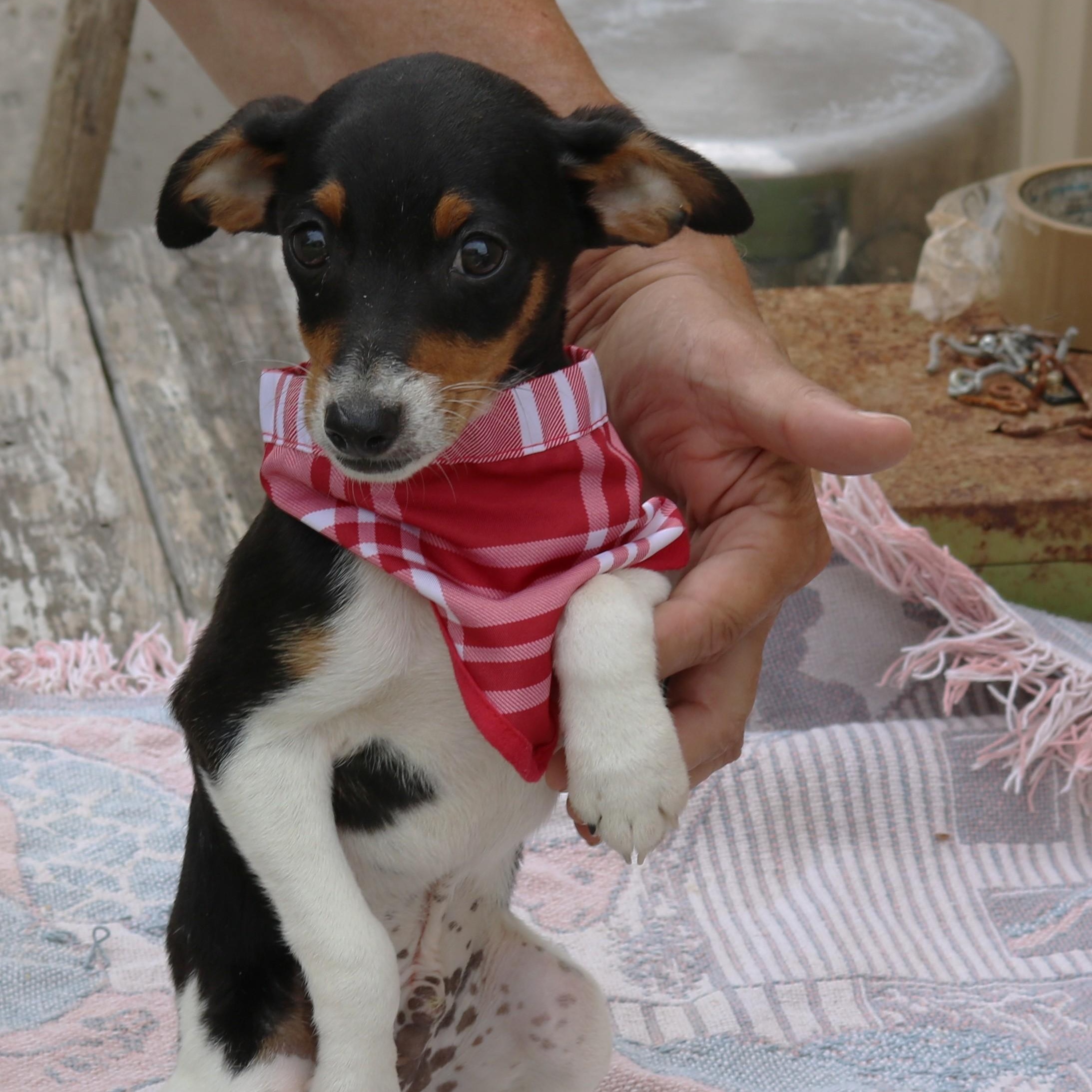 Enlarge Ace, an adopted Rat Terrier in Bandera, TX image 4/5