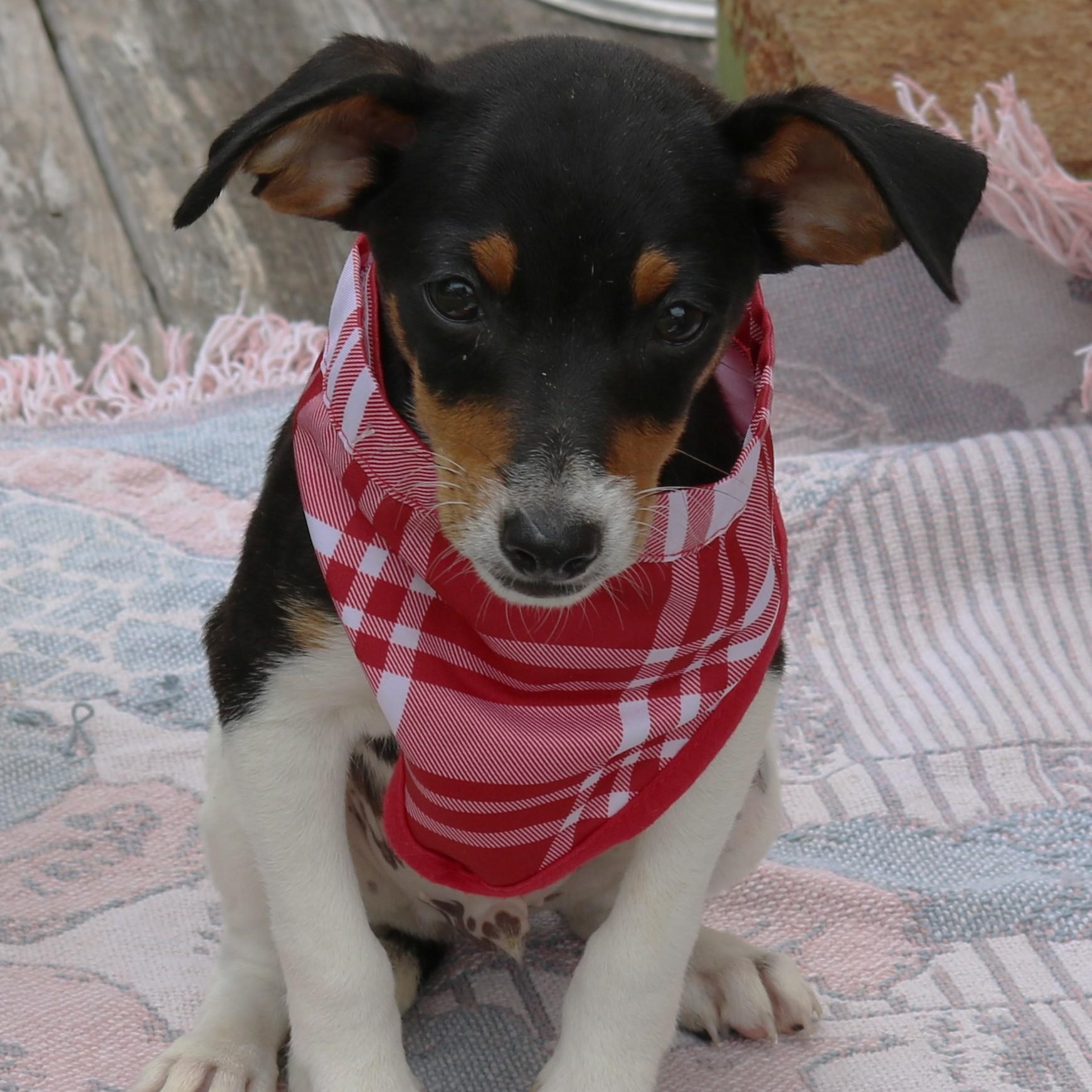 Enlarge Ace, an adopted Rat Terrier in Bandera, TX image 2/5