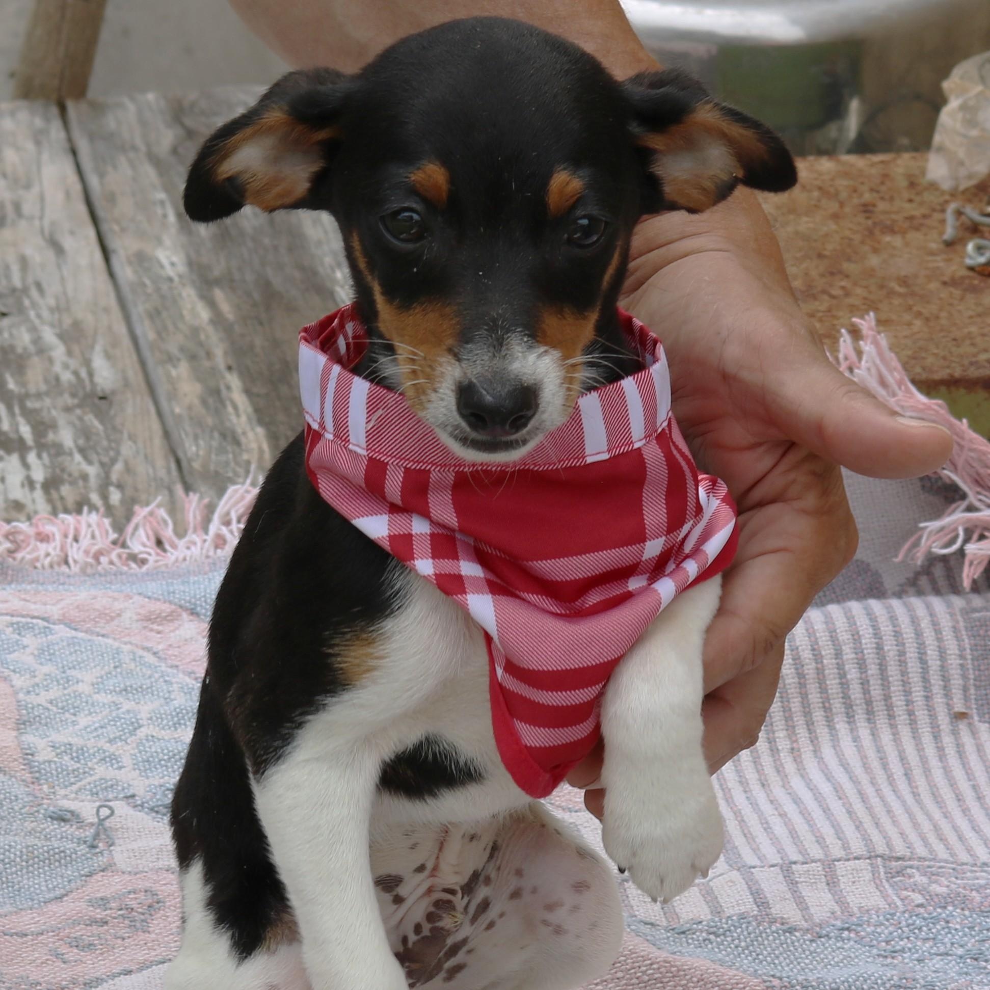 Enlarge Ace, an adopted Rat Terrier in Bandera, TX image 5/5