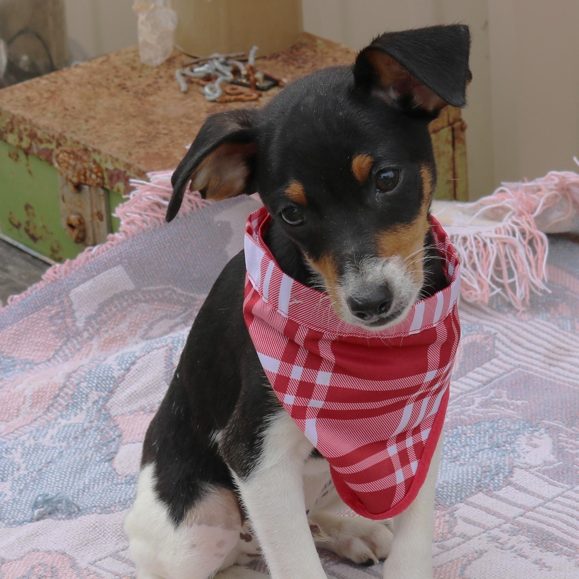 Enlarge Ace, an adopted Rat Terrier in Bandera, TX image 3/5