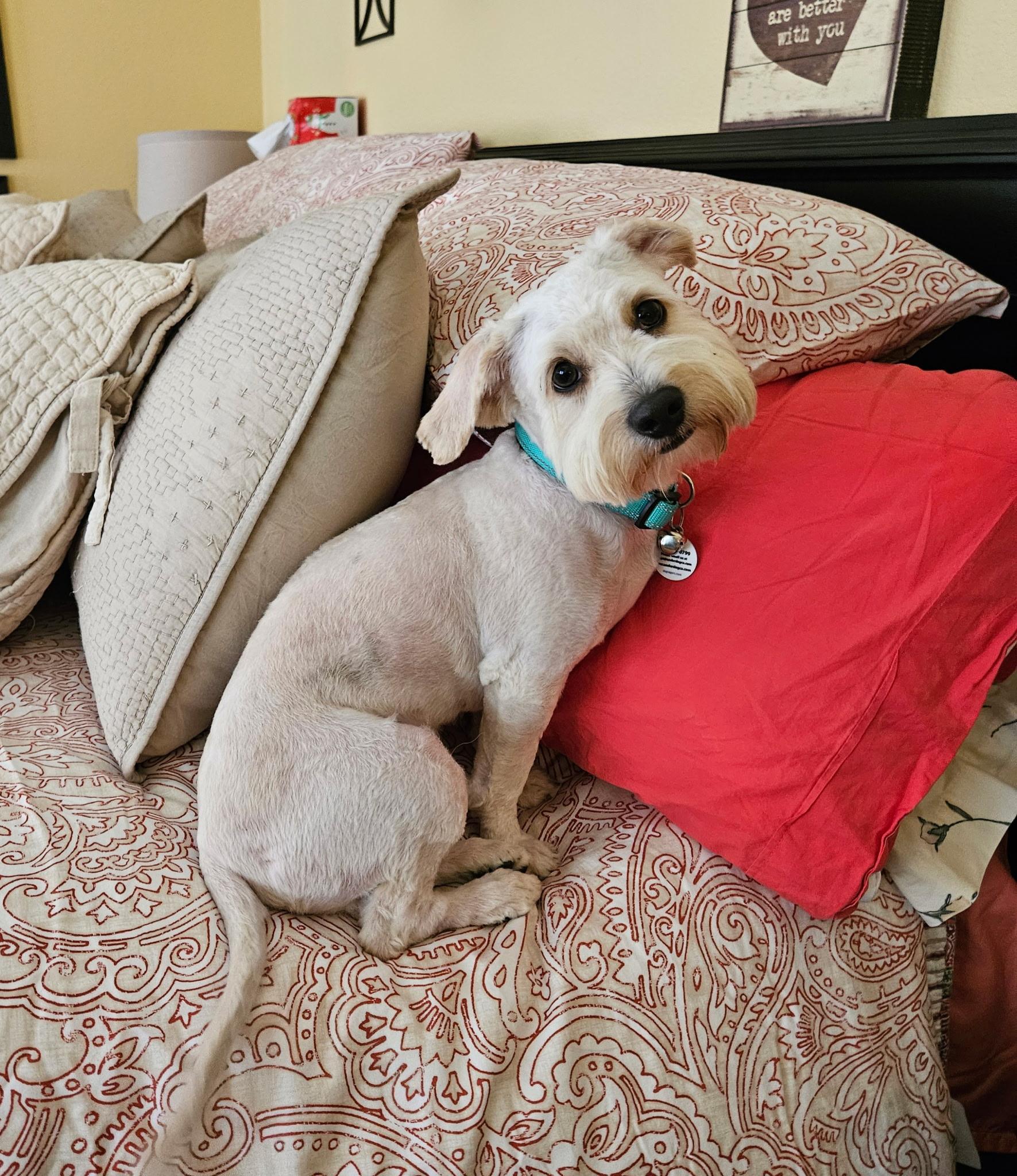 Enlarge Teddy, an adopted Morkie in clayton , CA image 4/5