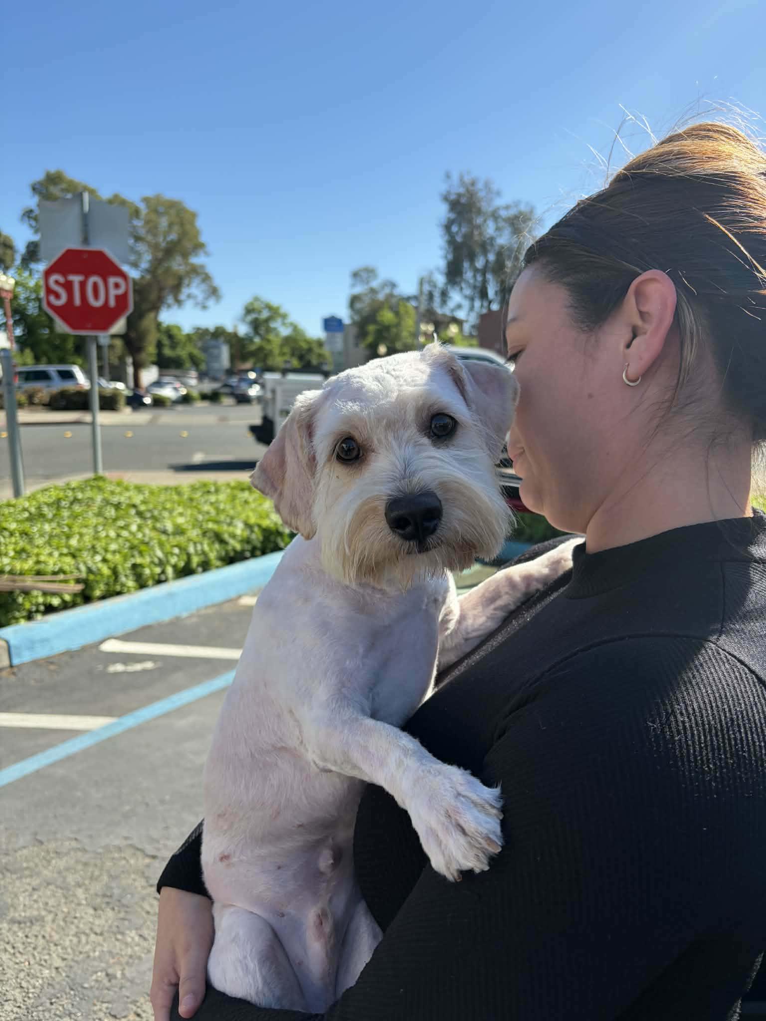Enlarge Teddy, an adopted Morkie in clayton , CA image 3/5