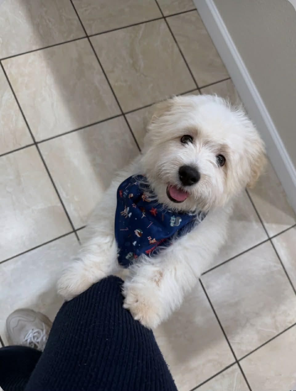 Enlarge Teddy, an adopted Morkie in clayton , CA image 2/5