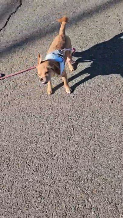 Enlarge Teddy, an adopted Morkie in clayton , CA video 5/5