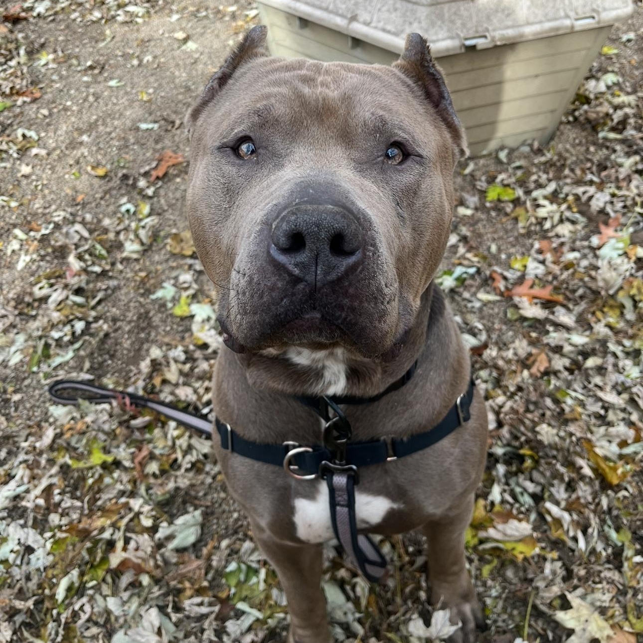 Waldo, Adoptable, Young Male American Bully.