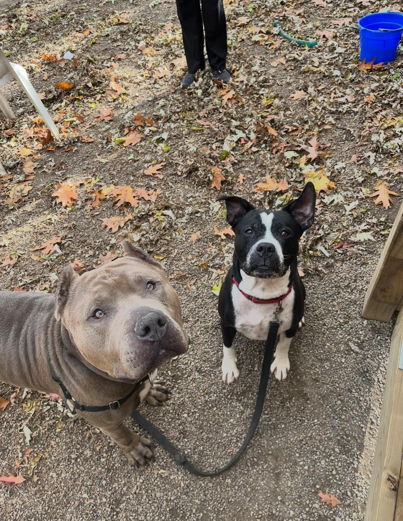 Waldo, a Adoptable American Bully image 3/5