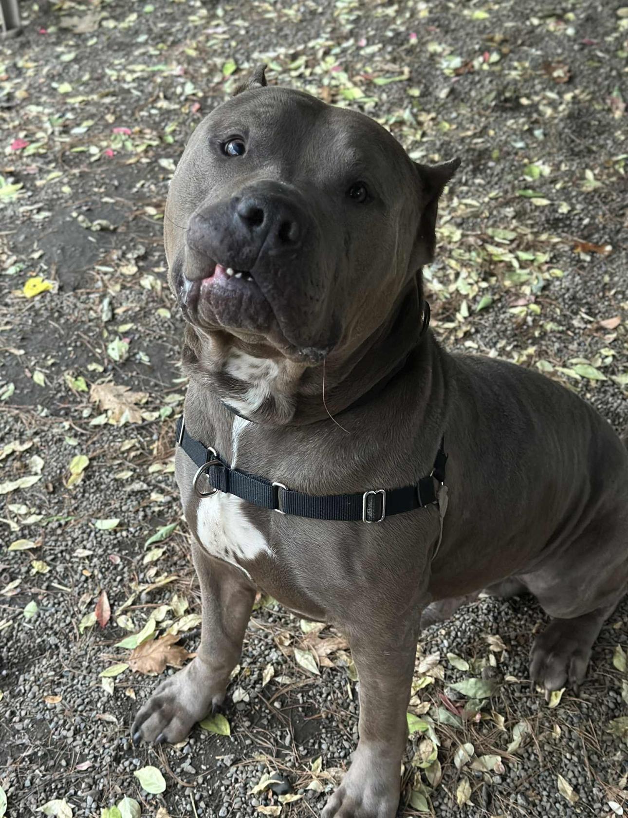 Waldo, a Adoptable American Bully image 4/5