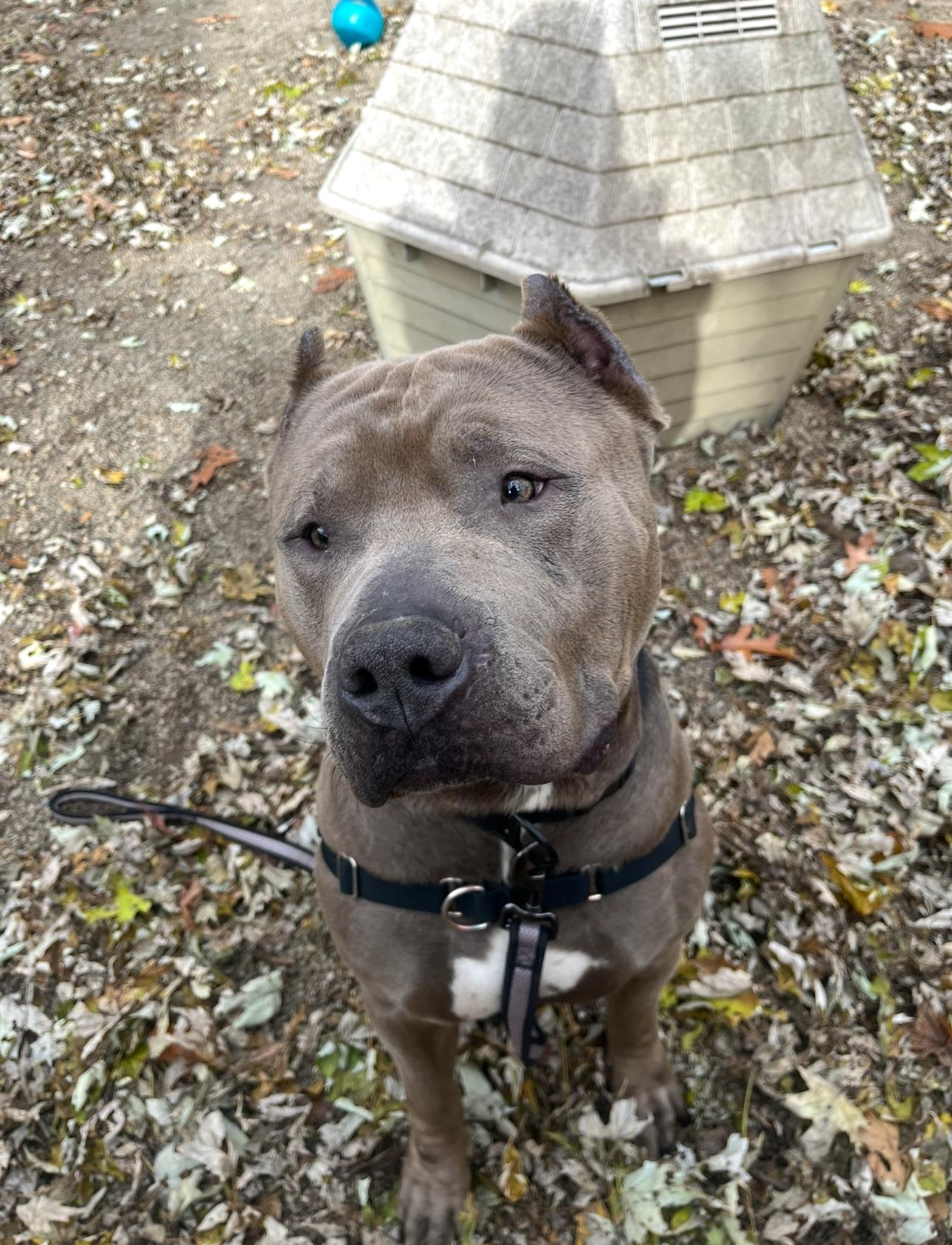 Waldo, a Adoptable American Bully image 5/5