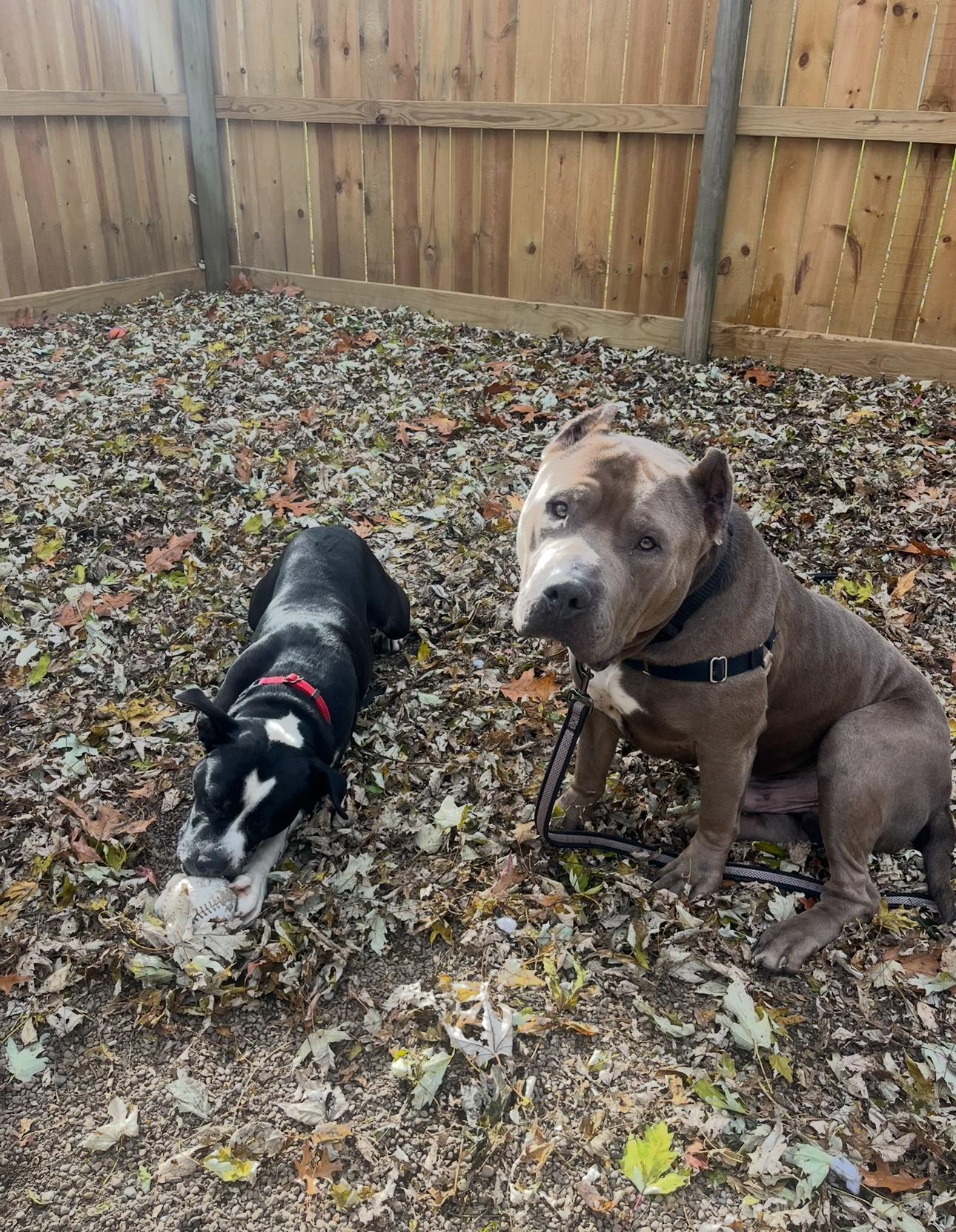 Waldo, a Adoptable American Bully image 2/5