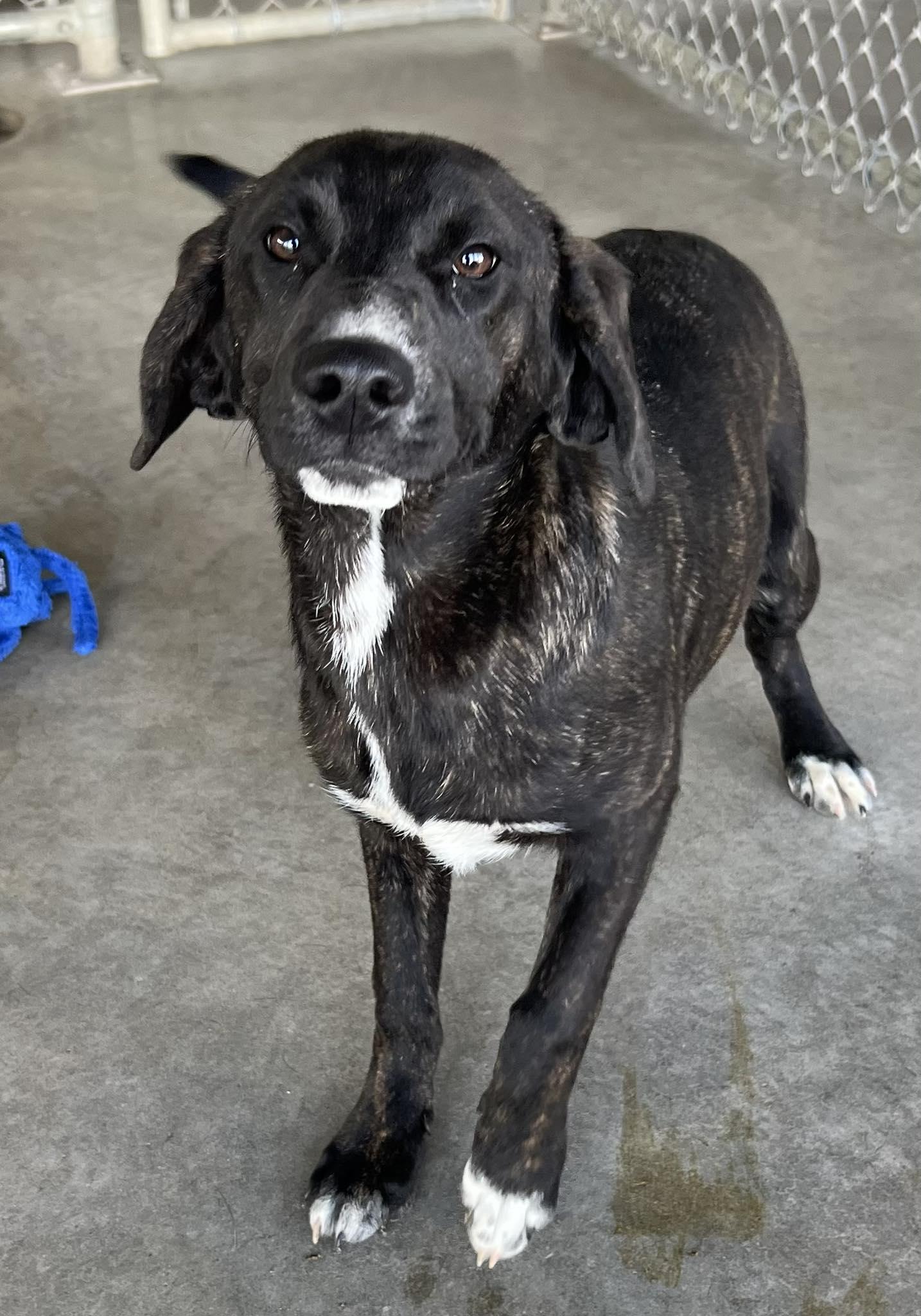 Enlarge Nova, a Adoptable Hound in Pryor, OK image 1/1