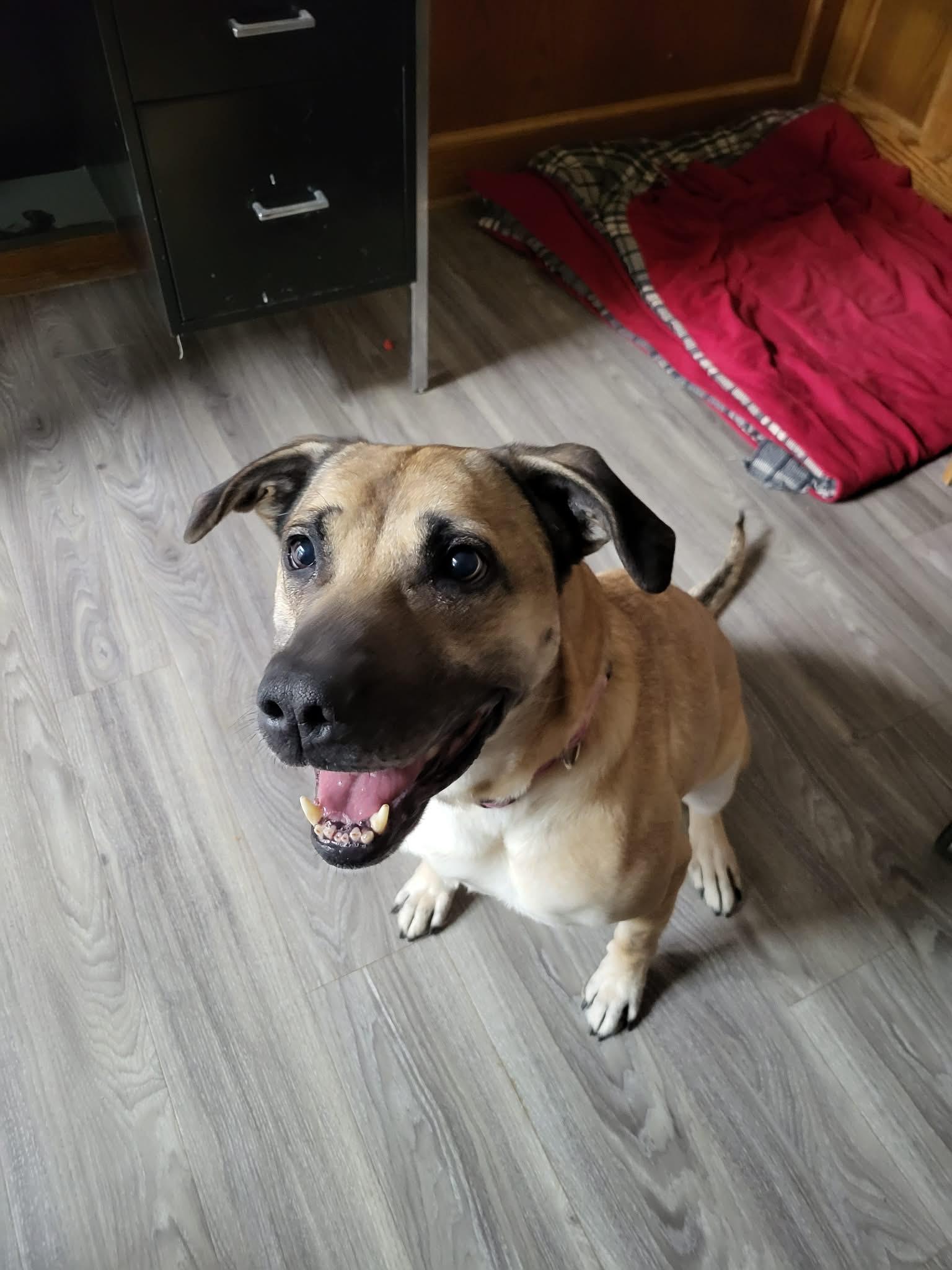 Enlarge Saydee, a Adoptable mixed breed in Fort Smith, NT image 2/5