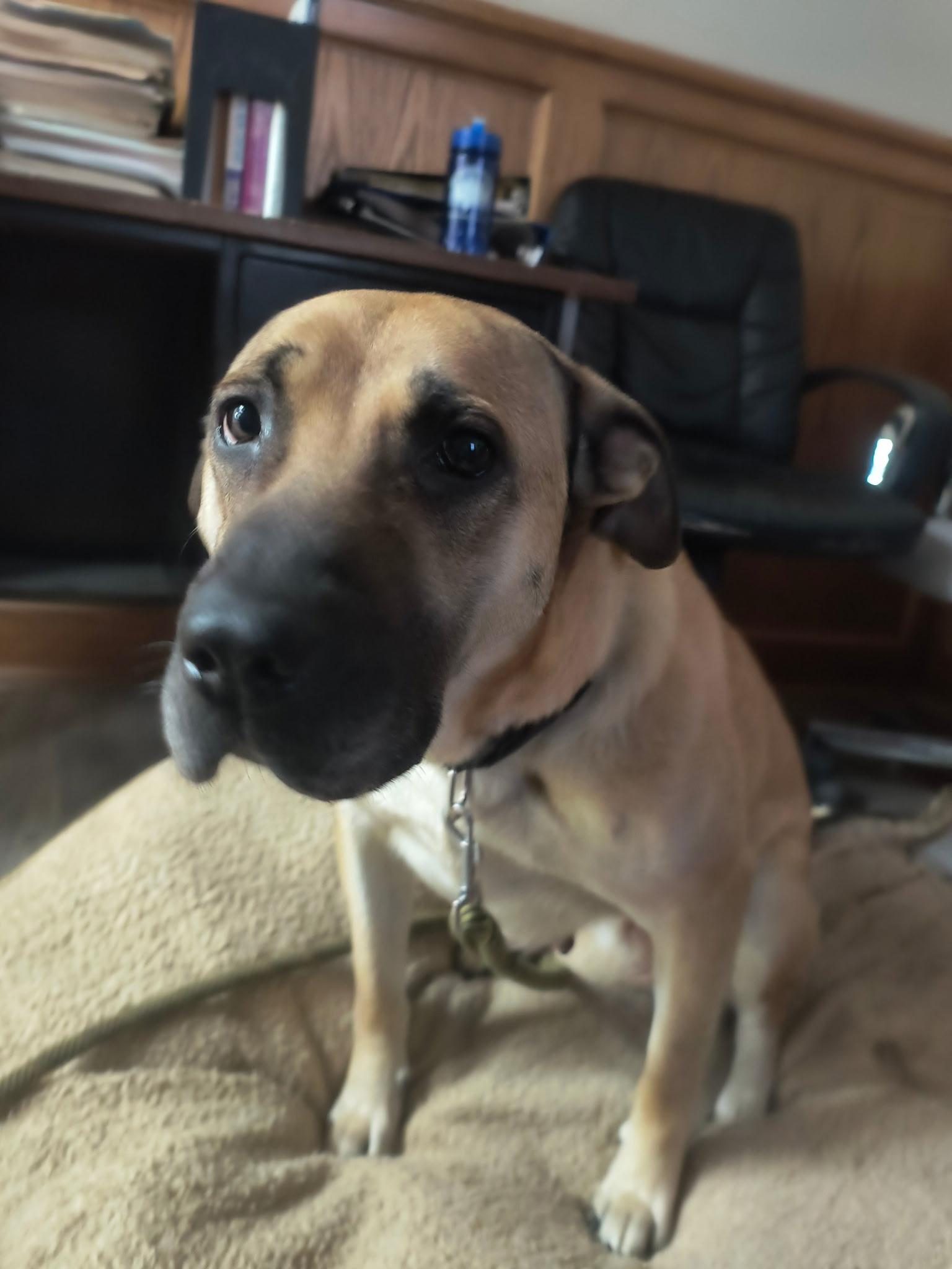 Saydie, Adoptable, Adult Female Mastiff.