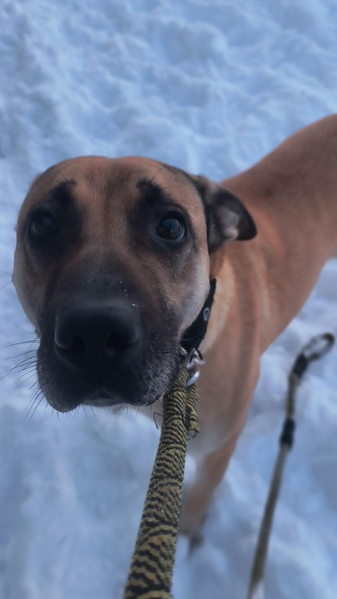 Enlarge Saydie, a Adoptable mixed breed in Fort Smith, NT image 2/3