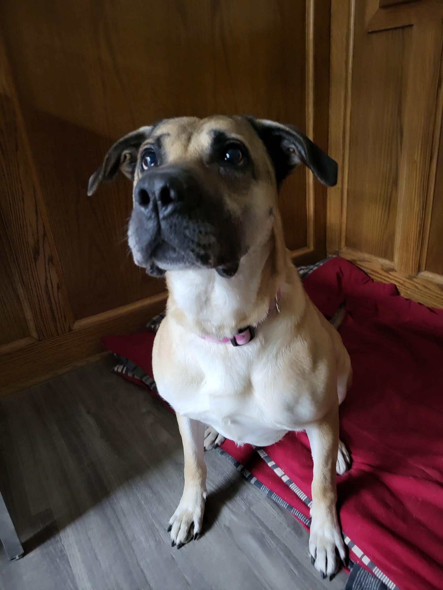 Saydee, Adoptable, Adult Female Black Mouth Cur & Mastiff.