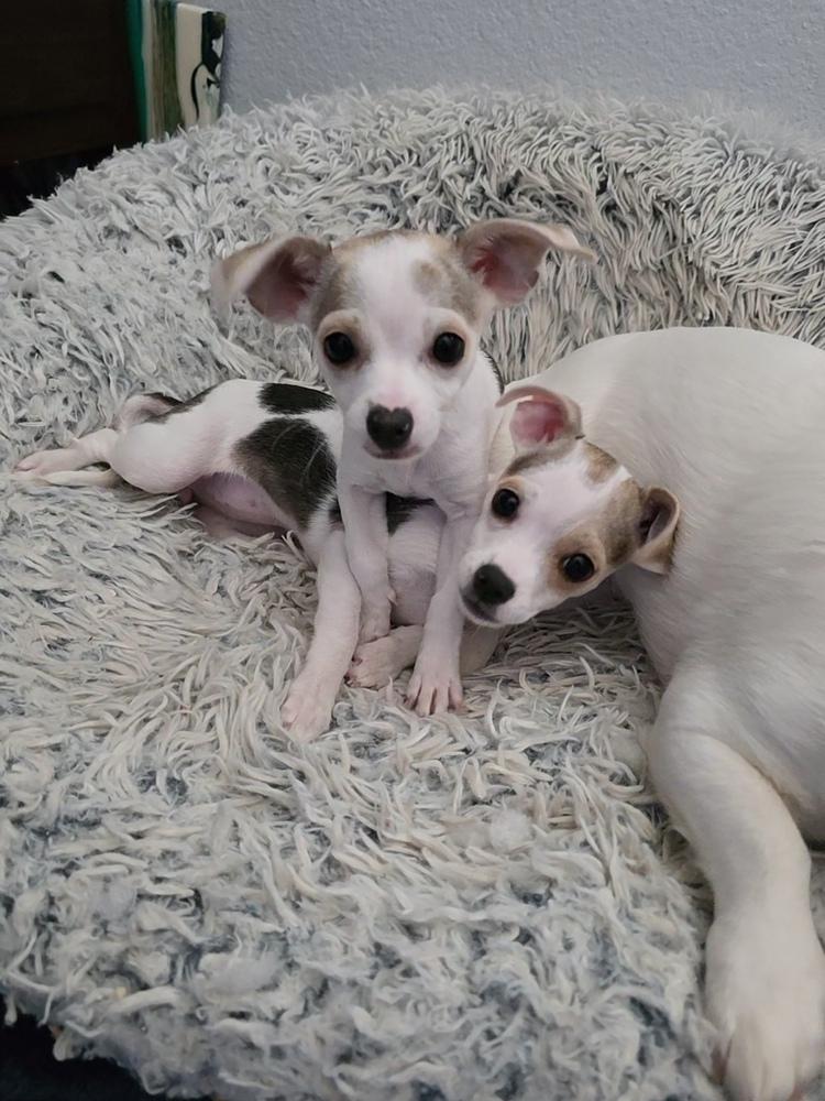 Delores, Adoptable, Puppy Female Chihuahua.