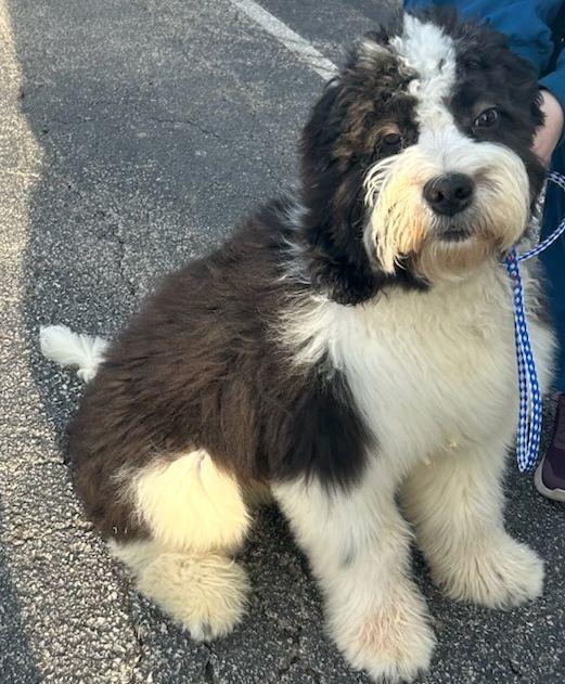 Enlarge HUGO (ohiosdrescue@gmail.com), a ADOPTABLE Sheepadoodle in Rossford, OH image 1/3