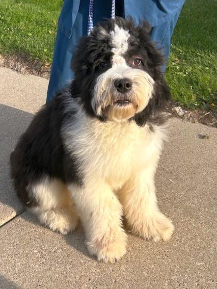 HUGO (ohiosdrescue@gmail.com), adopted, Young Male Sheepadoodle.