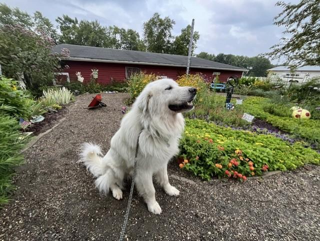 Sully, a ADOPTABLE Great Pyrenees in Grosse Ile, MI image 2/3
