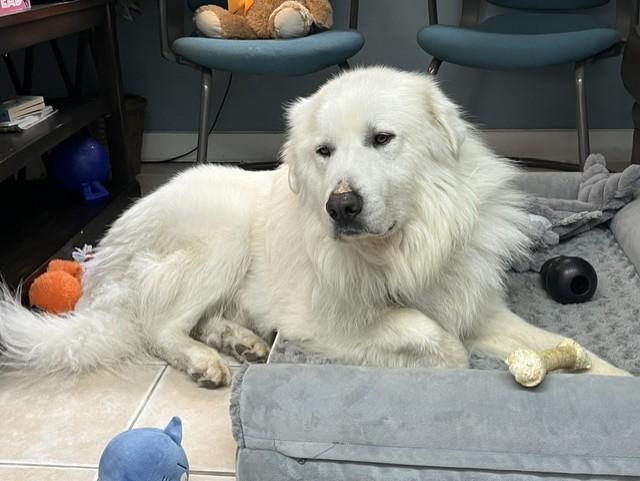 Sully, a ADOPTABLE Great Pyrenees in Grosse Ile, MI image 3/3