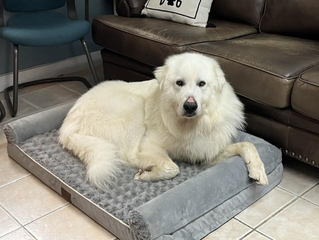 Sully, a ADOPTABLE Great Pyrenees in Grosse Ile, MI image 1/3