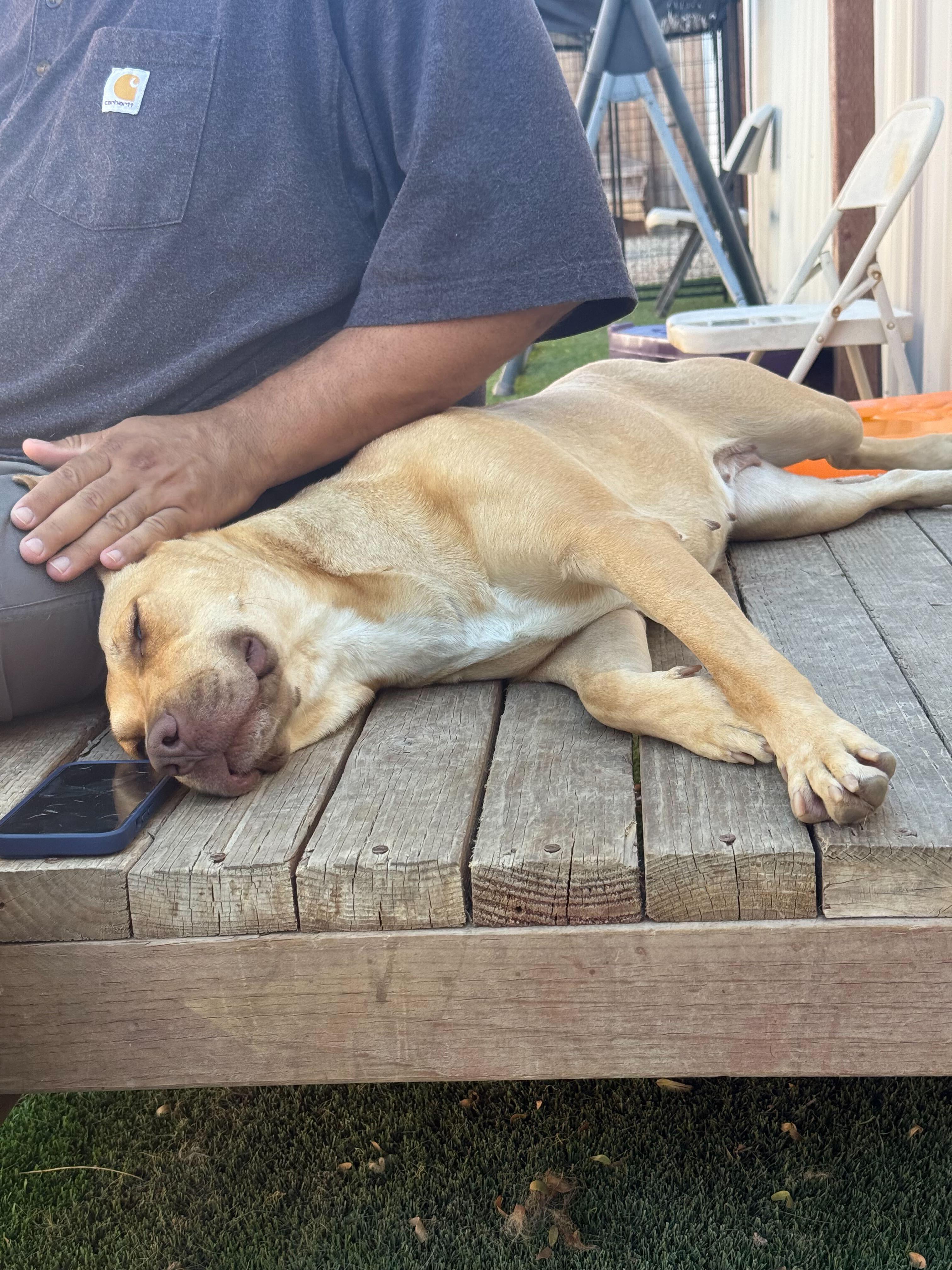 Enlarge Gazelle, a Adoptable mixed breed in Tracy, CA image 3/6