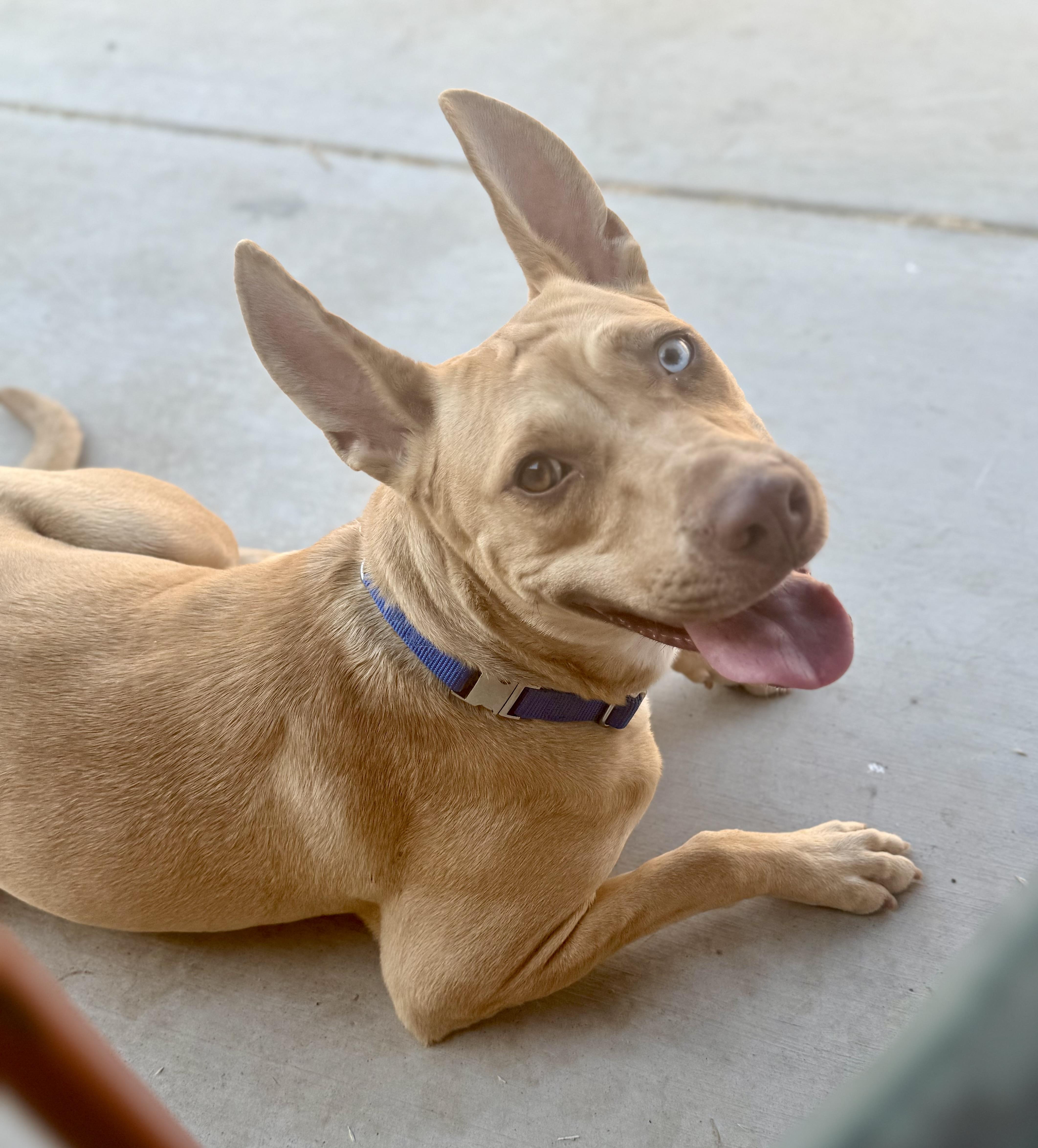 Enlarge Gazelle, a Adoptable mixed breed in Tracy, CA image 5/6
