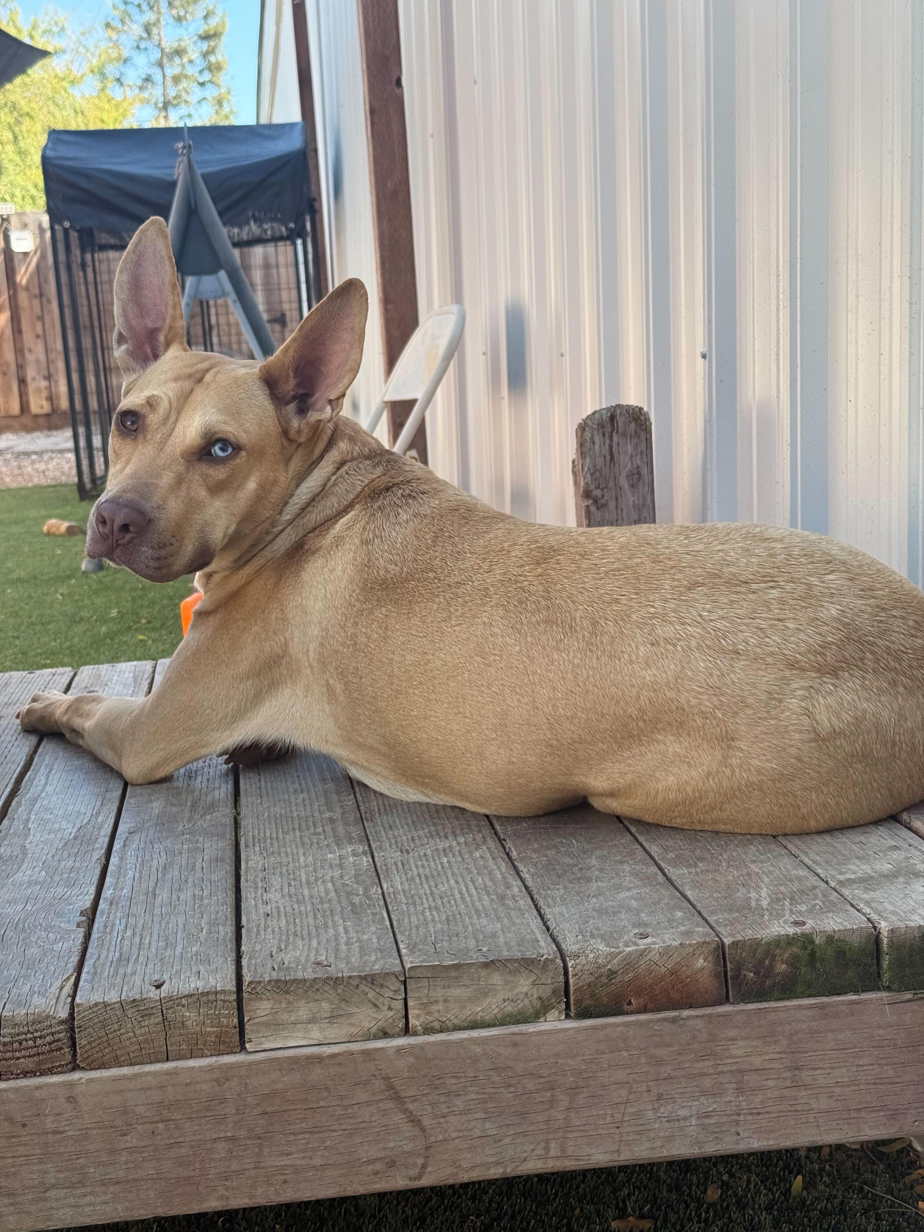 Enlarge Gazelle, a Adoptable mixed breed in Tracy, CA image 6/6