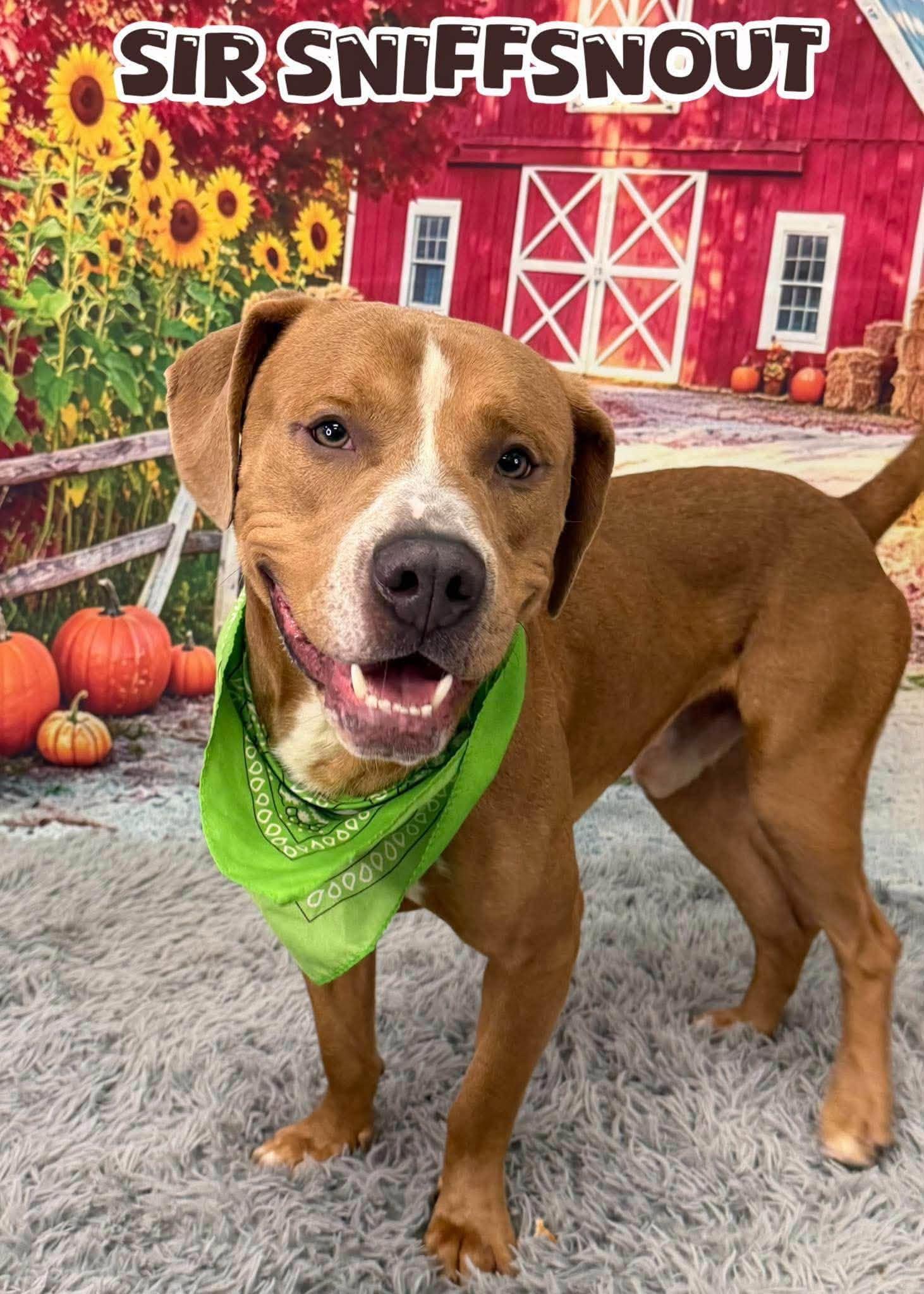 Sir Sniffsnout, Adoptable, Adult Male Mixed Breed.