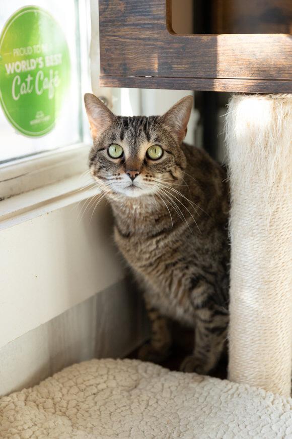Audrey Mae, Adoptable, Adult Female Domestic Short Hair.