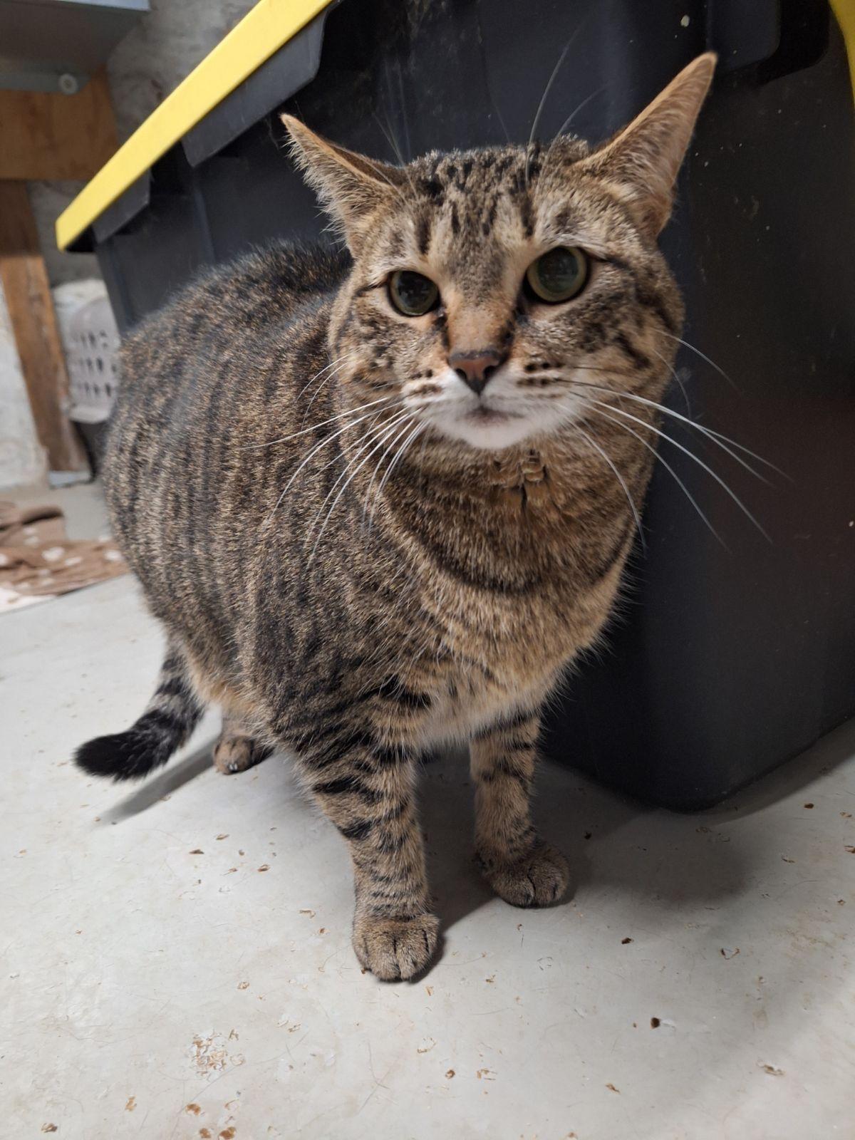 Enlarge Audrey Mae, a Adoptable Domestic Short Hair in Dayton, OH image 1/1