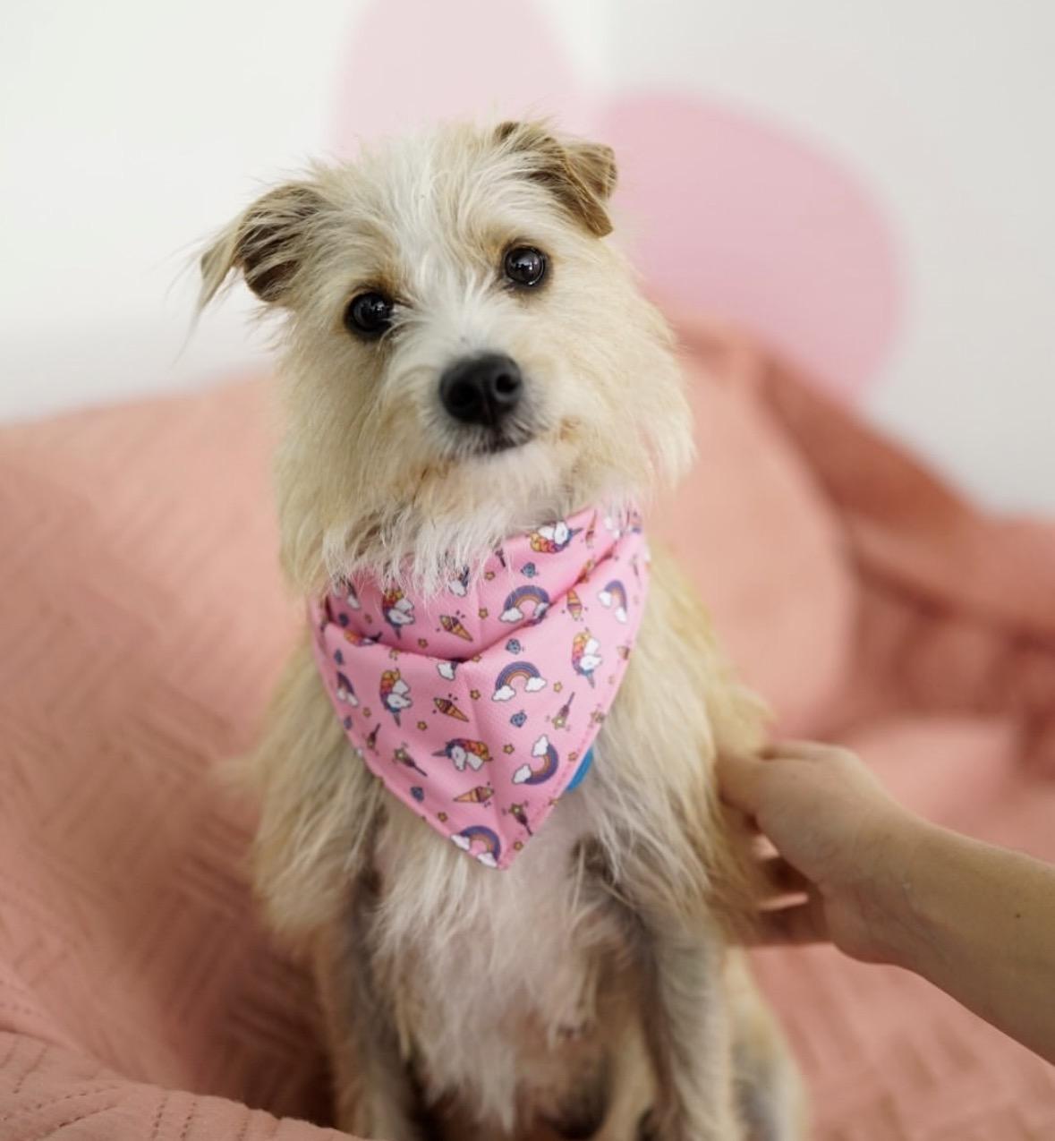 Enlarge Samantha, a Adoptable mixed breed in Pasadena, CA image 1/6
