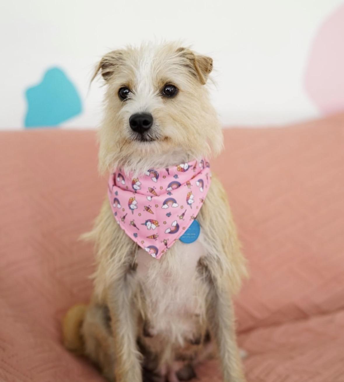 Enlarge Samantha, a Adoptable mixed breed in Pasadena, CA image 3/6
