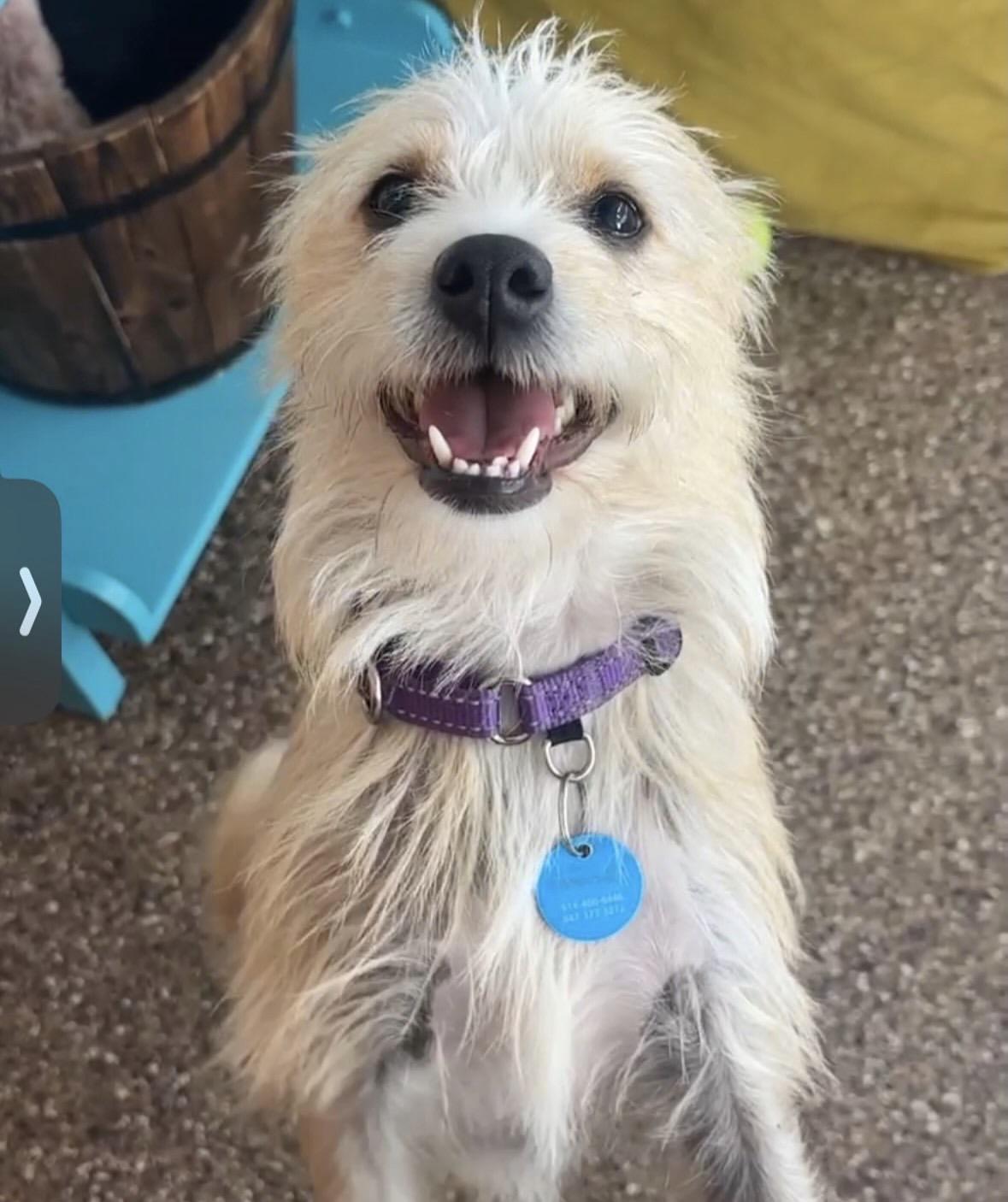 Enlarge Samantha, a Adoptable mixed breed in Pasadena, CA image 6/6