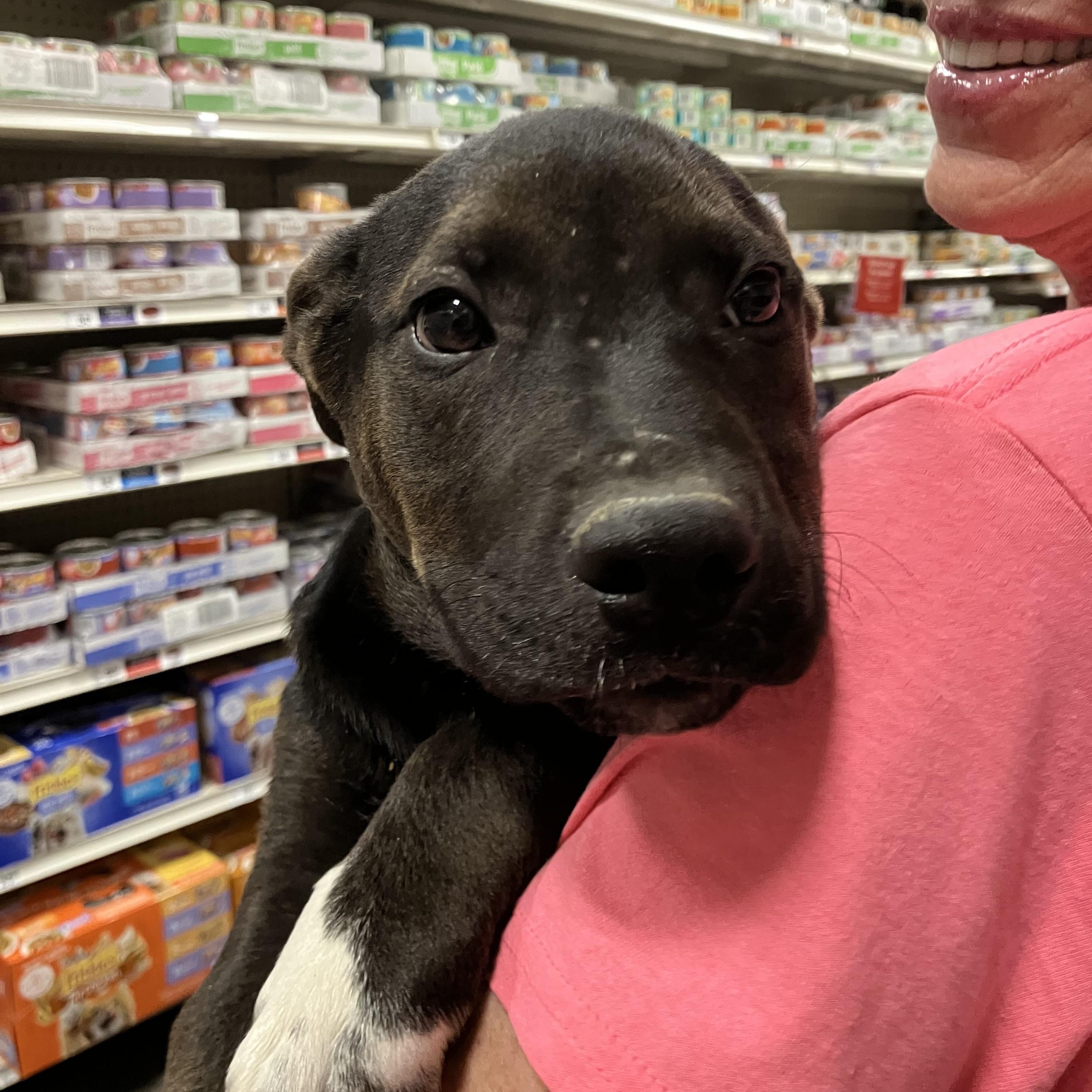 Peter, ADOPTABLE, Young Male American Staffordshire Terrier & Australian Cattle Dog / Blue Heeler.
