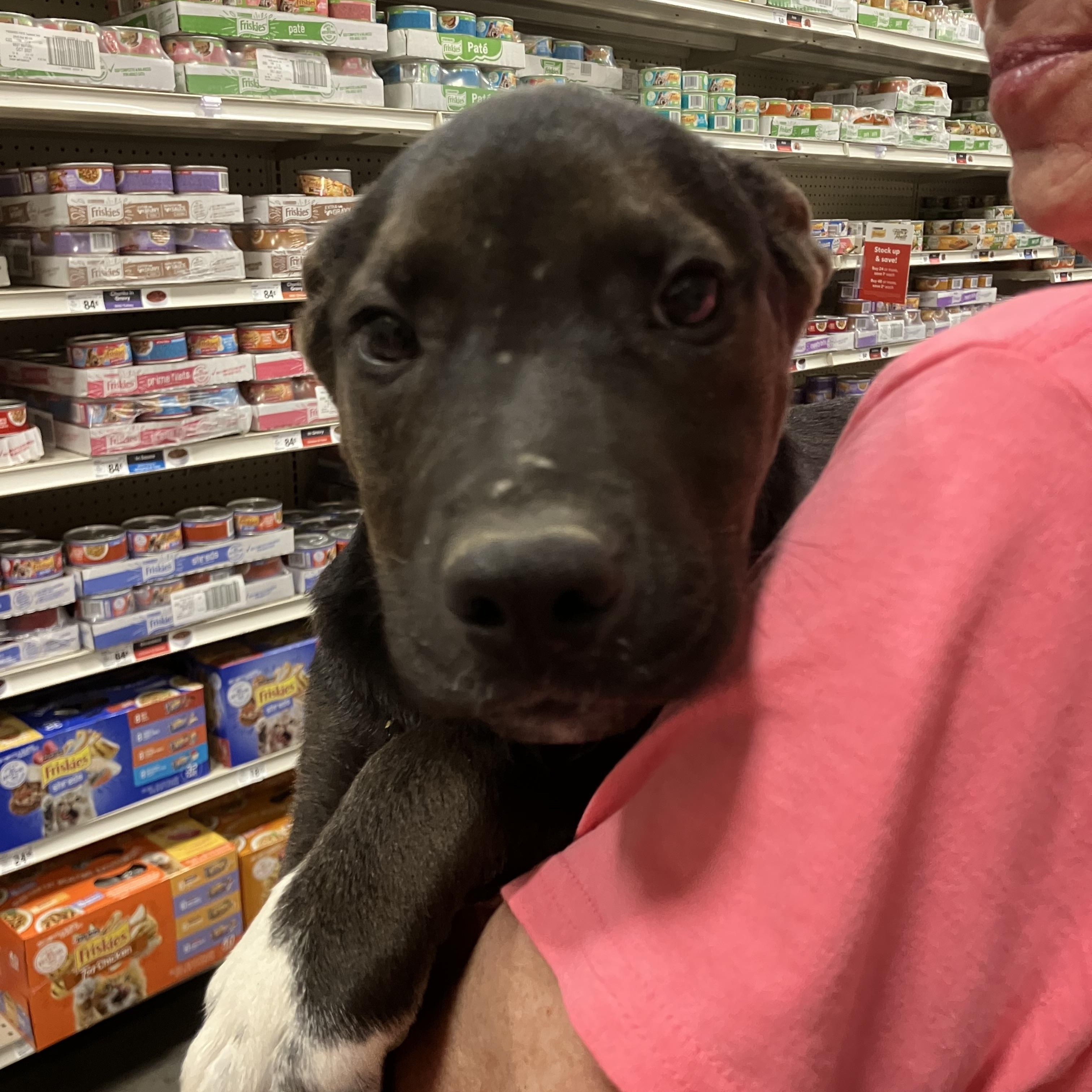 Enlarge Peter, a ADOPTABLE mixed breed in Henderson, NV image 2/2