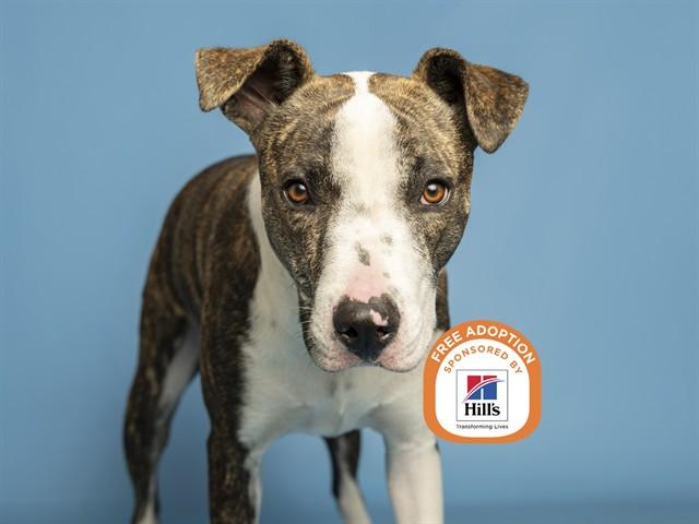 HARLEY, Adoptable, Young Male Pit Bull Terrier & Mixed Breed.