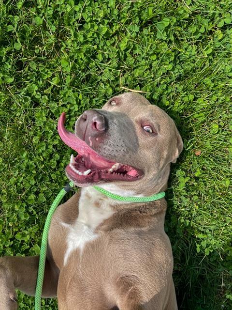 ACE, Adoptable, Young Male Pit Bull Terrier.