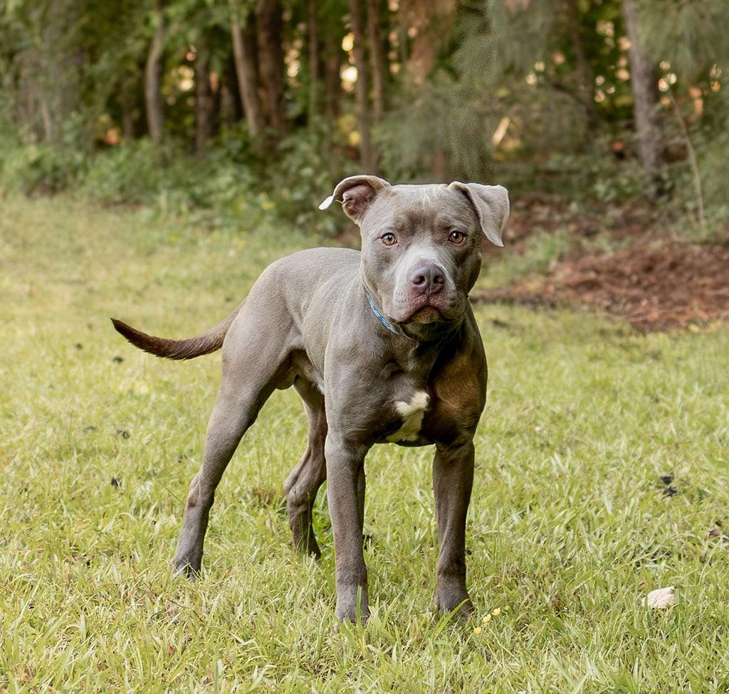 Enlarge Ellis, a Adoptable Mixed Breed in Durham, NC image 1/3