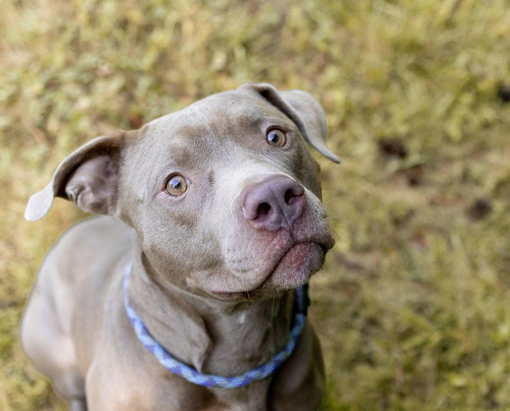 Enlarge Ellis, a Adoptable Mixed Breed in Durham, NC image 2/3