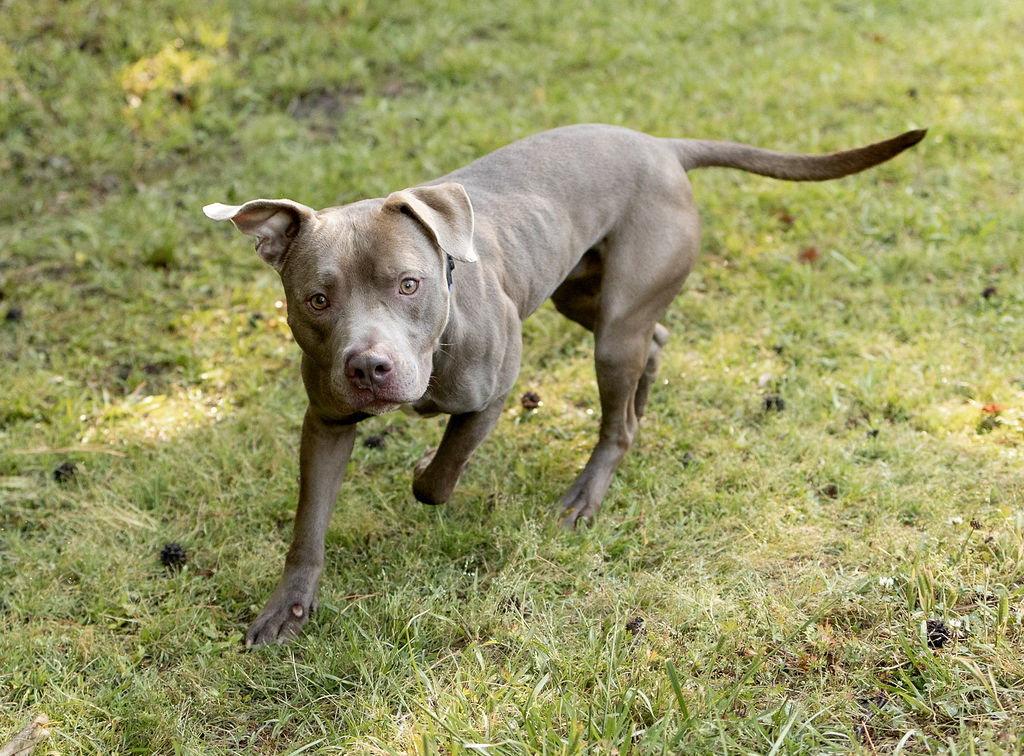 Enlarge Ellis, a Adoptable Mixed Breed in Durham, NC image 3/3
