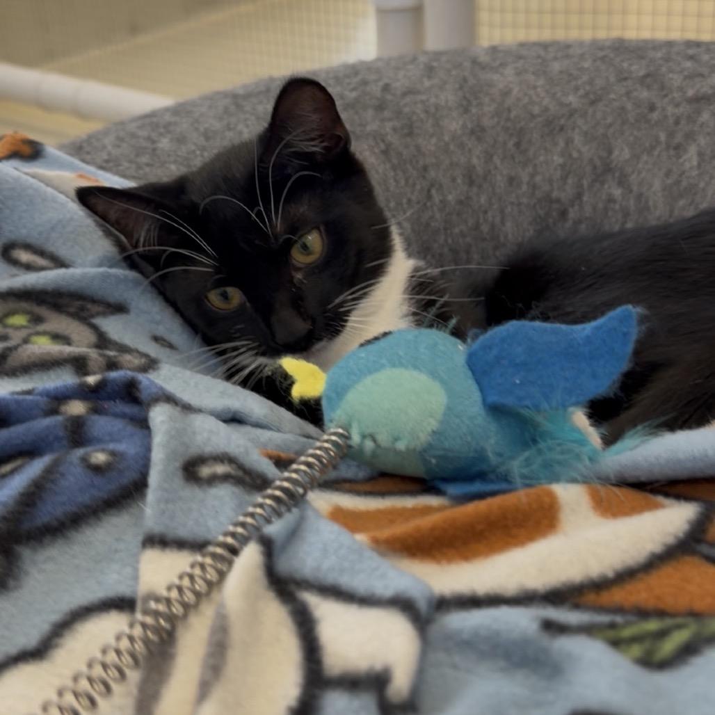 Enlarge Marigold, a Adoptable Domestic Medium Hair in International Falls, MN image 2/6