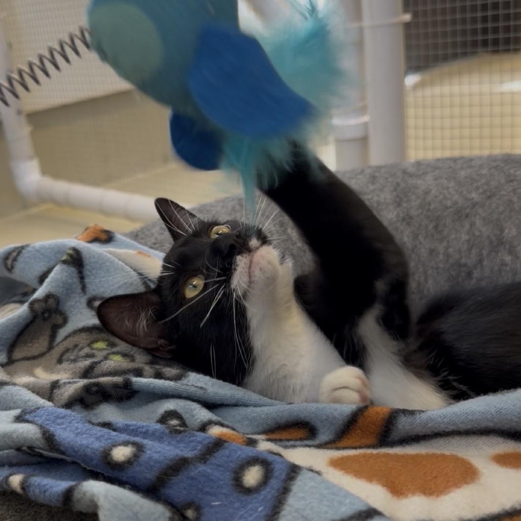 Enlarge Marigold, a Adoptable Domestic Medium Hair in International Falls, MN image 5/6