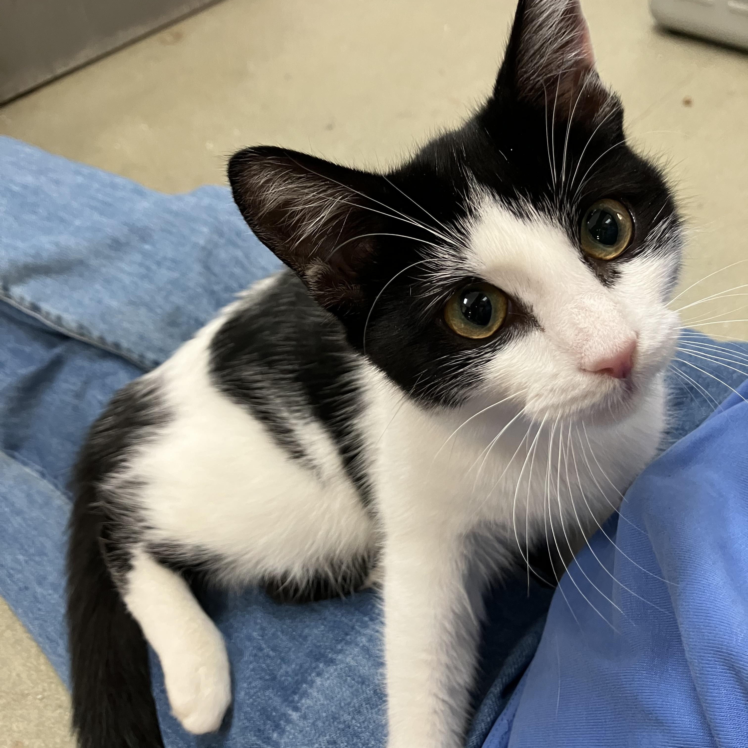 Gumdrop, ADOPTABLE, Young Female Tuxedo.