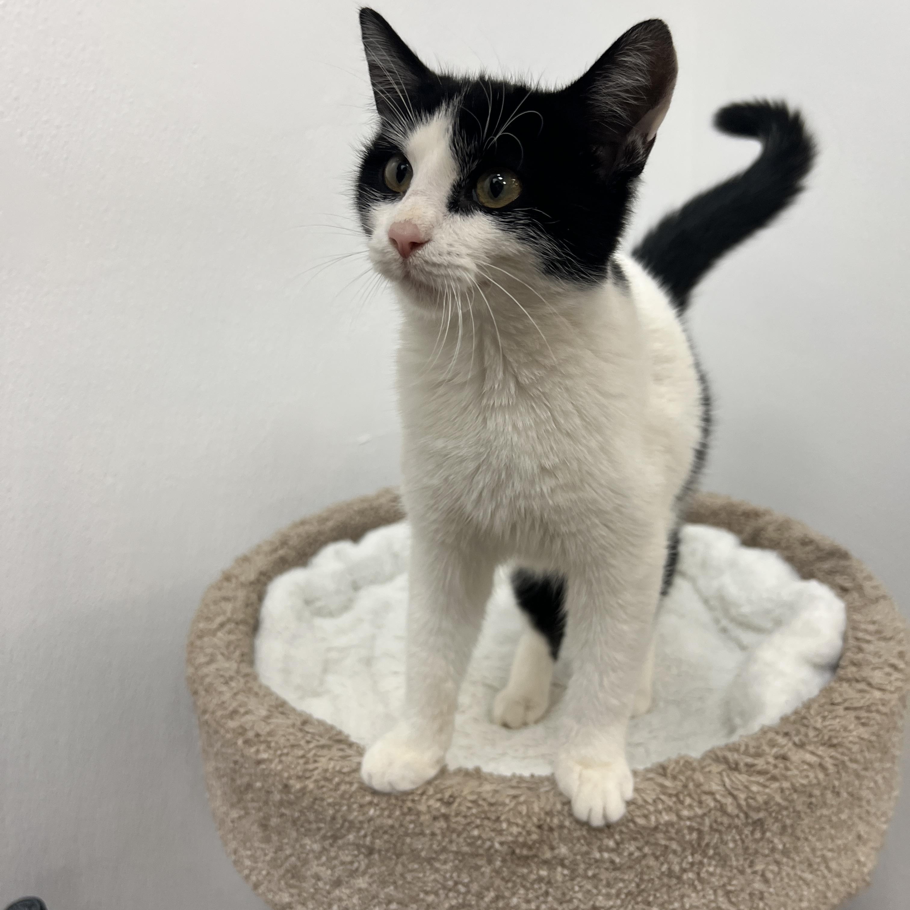 Enlarge Gumdrop, a ADOPTABLE mixed breed in Palmetto, FL image 2/2