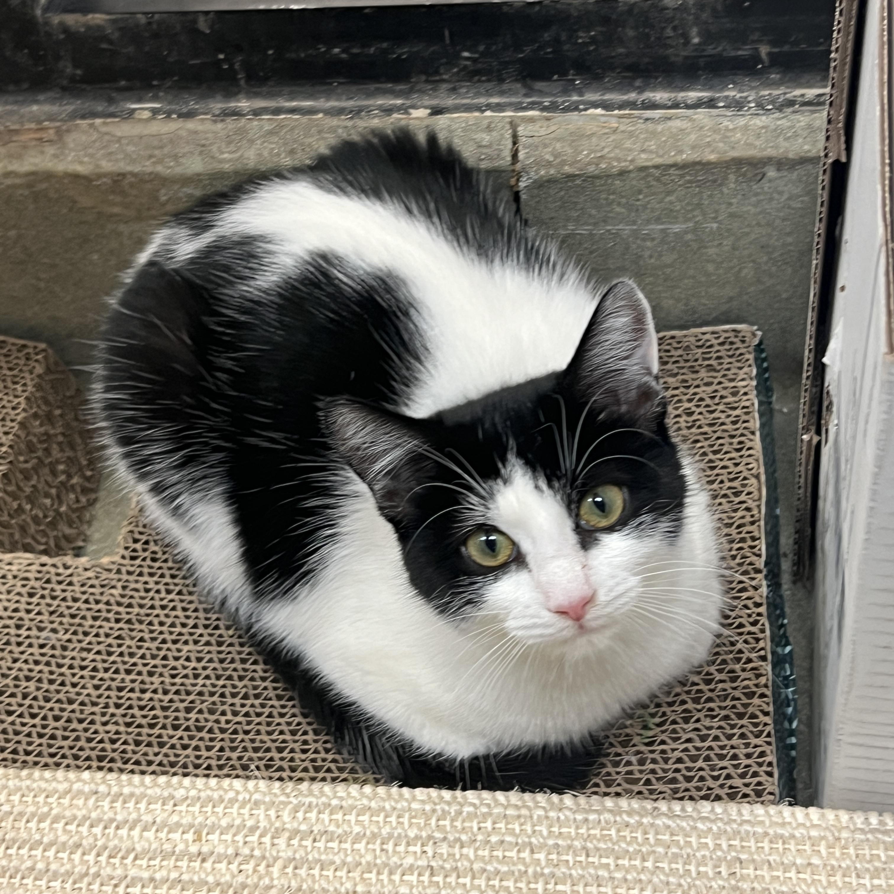 Enlarge Gumdrop, a ADOPTABLE mixed breed in Palmetto, FL image 2/5